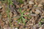 Cutleaf geranium